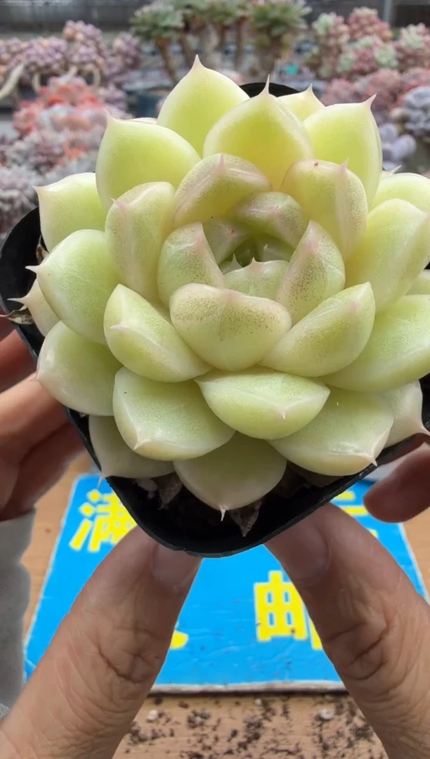 东云多肉园二店-446