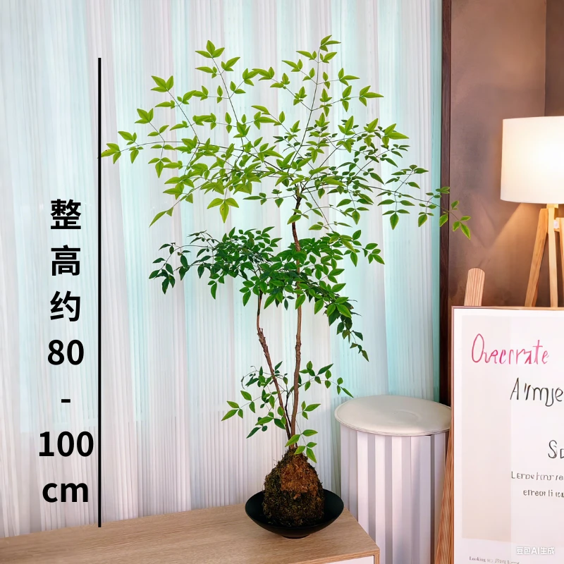 月光翡翠南天竹苔藓球盆栽净化植物室内四季常青观叶好养活绿植