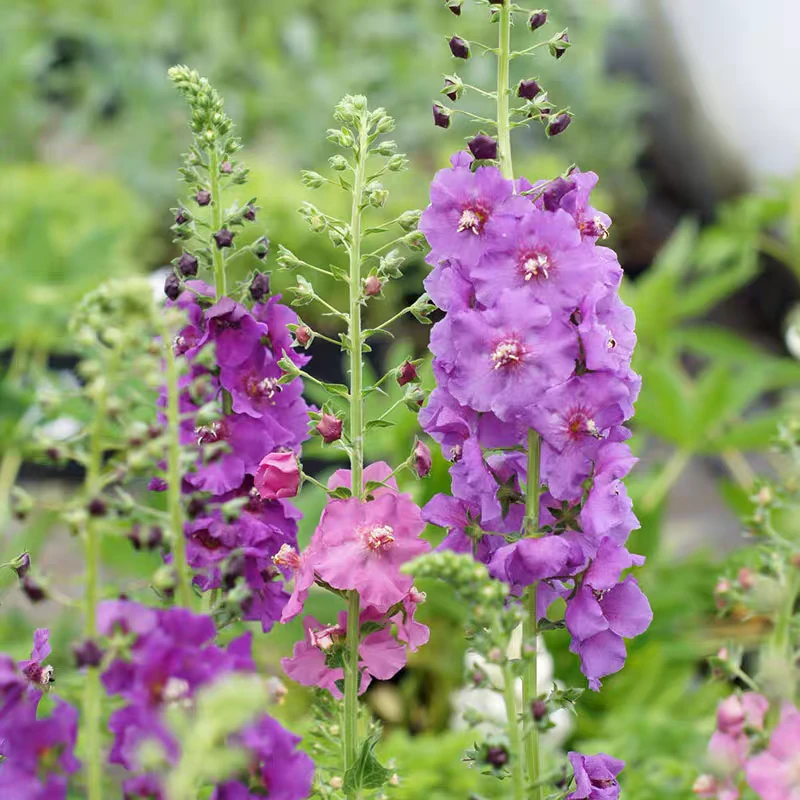 耐寒多年生宿根  混色毛蕊花