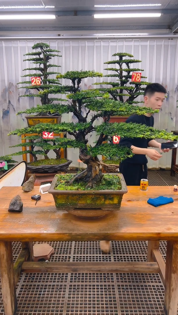 无花朵柏*精品盆景直播间一物一拍