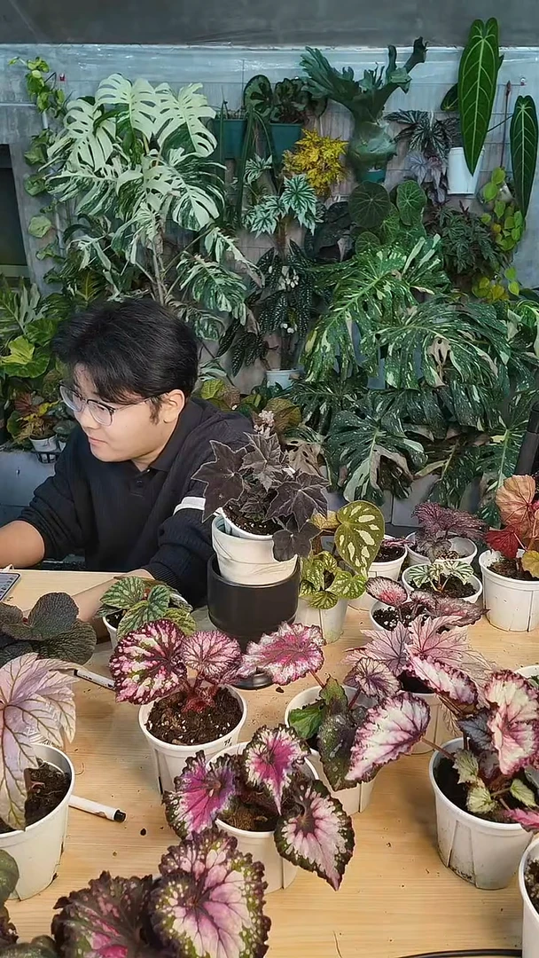 完全开放黑檀高级丝绸感黑色秋海棠