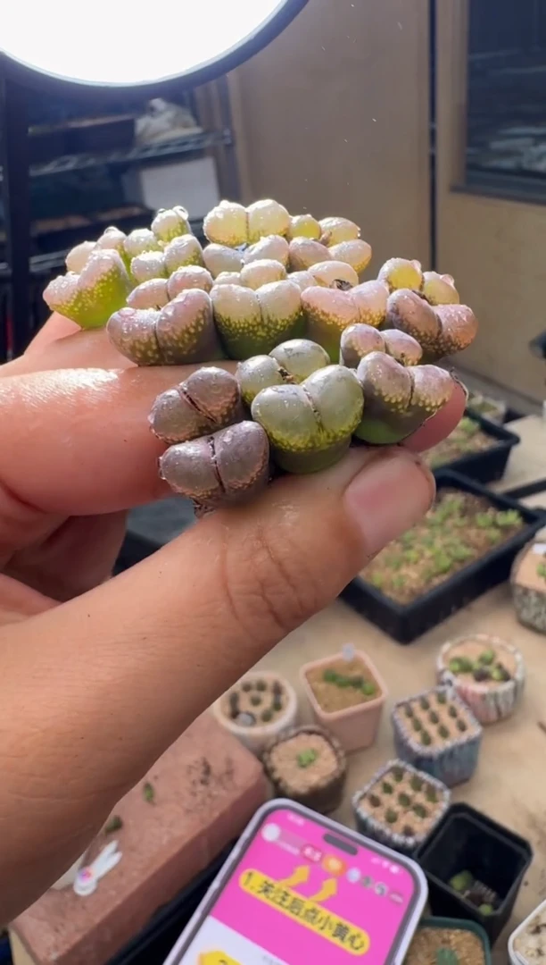 5-67多肉植物黑紫风铃双头一颗