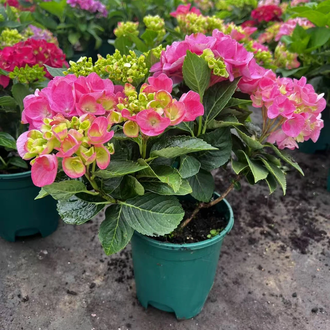 【含羞叶】绣球花苗无尽夏四季开花盆栽庭院好养的花卉植物室内花