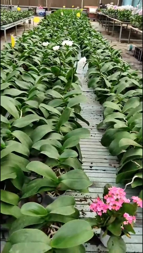 大部分花苞少量开放绿熊福利价