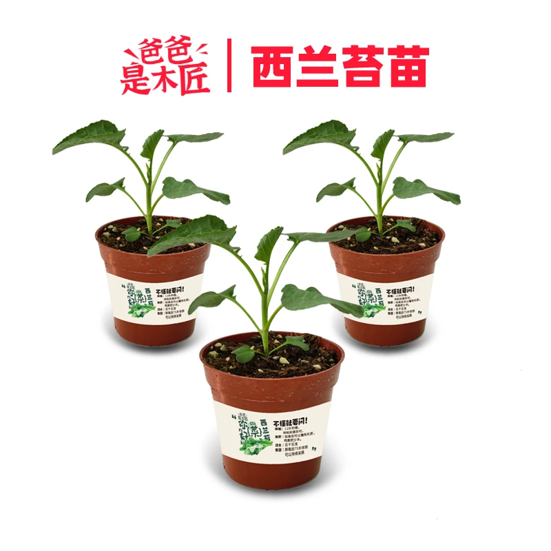 西兰苔苗西蓝花芥蓝杂交蔬菜易种植 3棵装