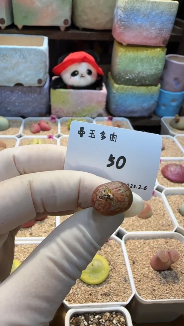 【闪购商品】25.3.6-50