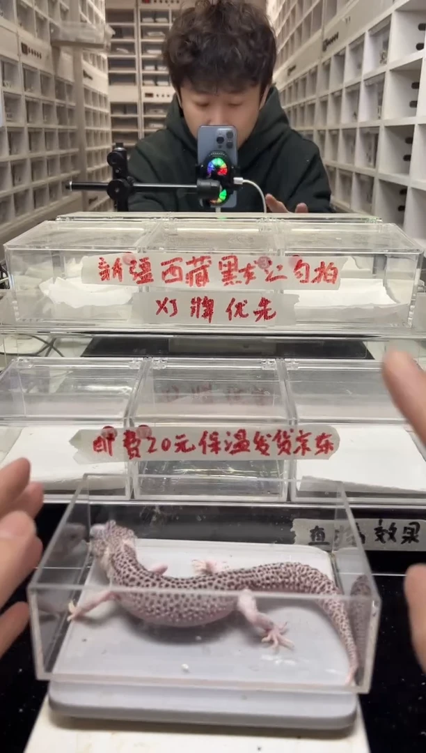 豹纹守宫01豹纹守宫