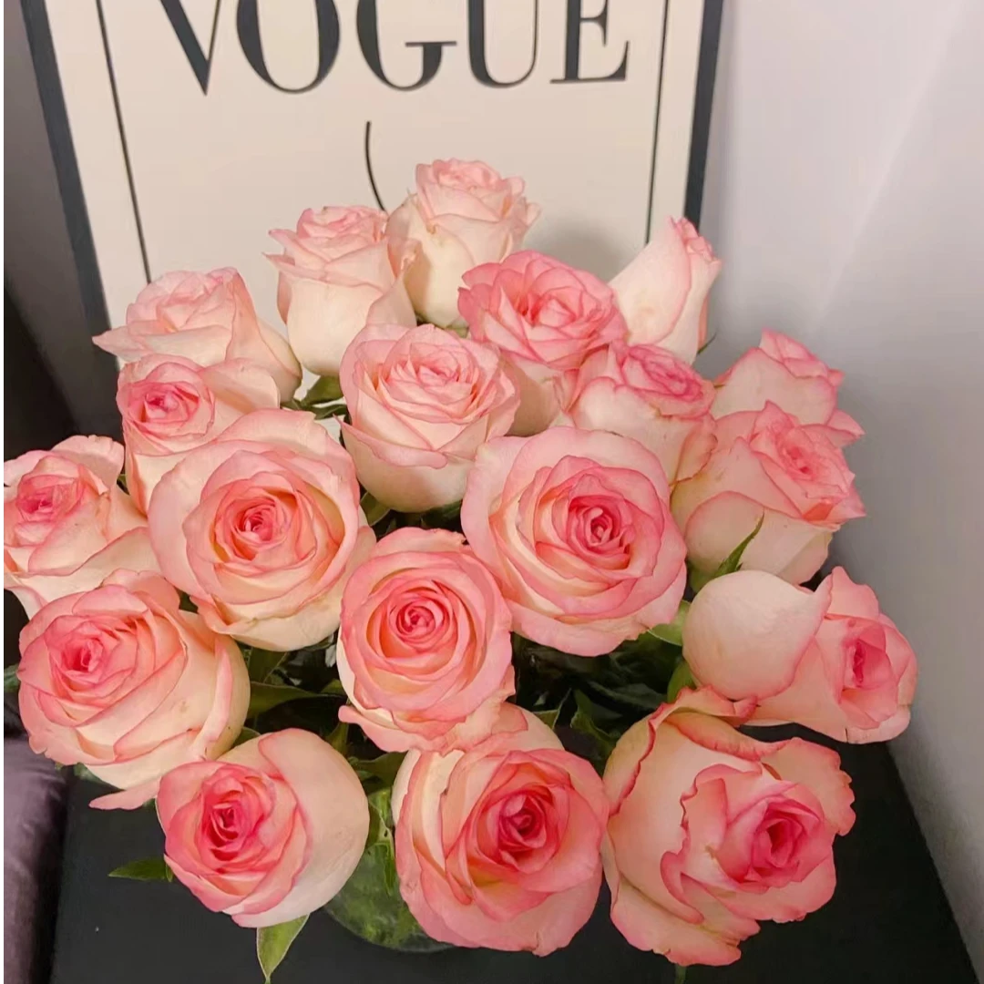 【秋天爸爸专属】艾莎大头玫瑰A级粉嫩大头 客厅摆放 云南基地直发