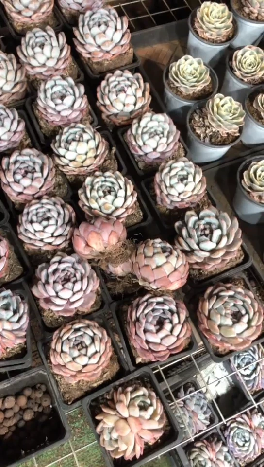 【闪购商品】橙梦露单头2颗双头1颗