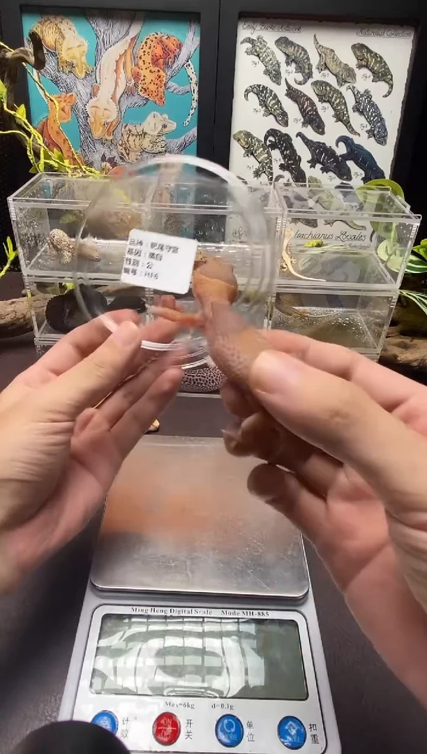 肥尾守宫鳞与尾 Scale Tail 爬宠HF6