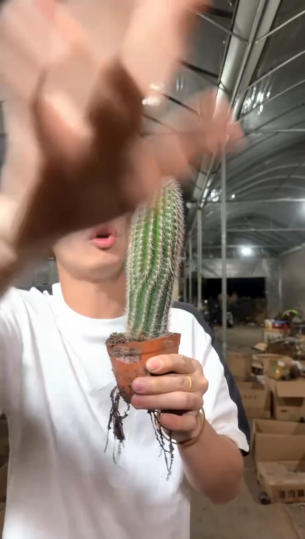 鹿角柱【带根】高10-15cm