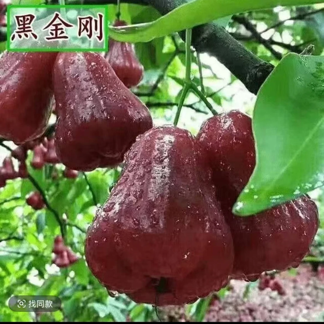 【3个装】海南空运莲雾3个装250g