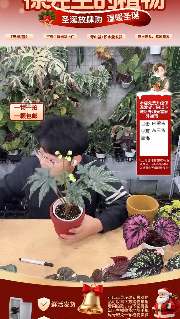 完全开放泰国鹰狮秋海棠