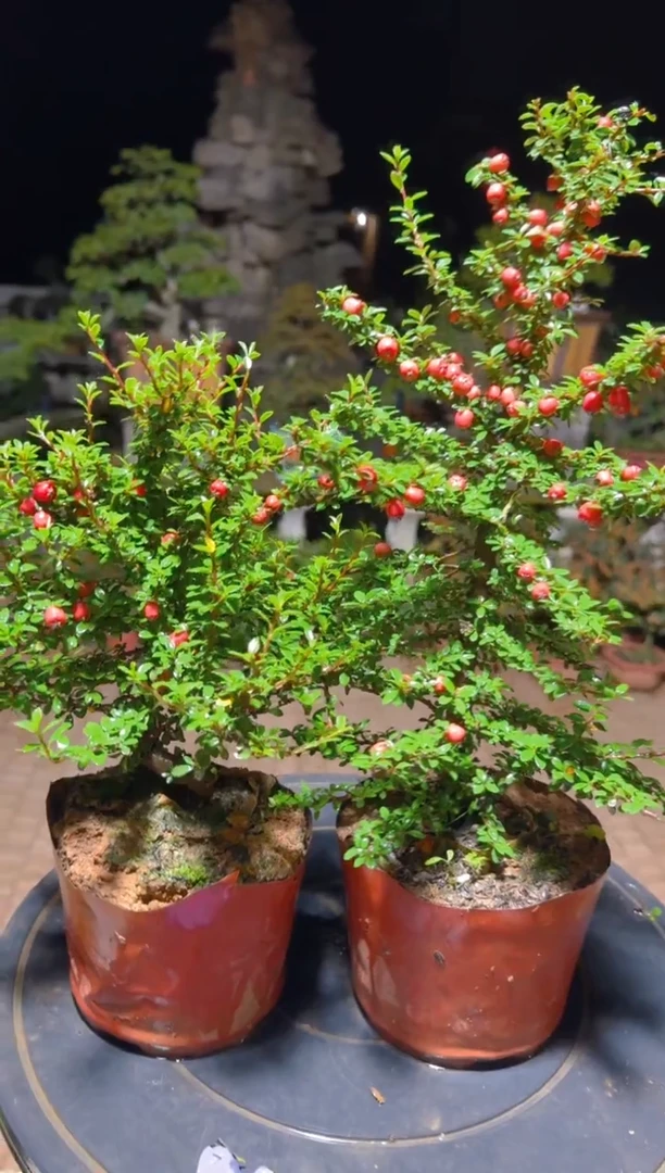 无花朵白紫檀 大果荀子  一高一矮 随机发货