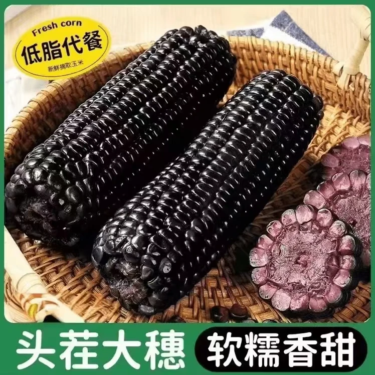 【整箱8.5-9斤】25年头茬东北黑蓝莓糯玉米280-350g整箱14棒试吃4根
