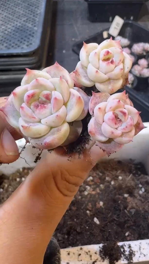 【闪购商品】18号到手1棵江北多肉一物一拍