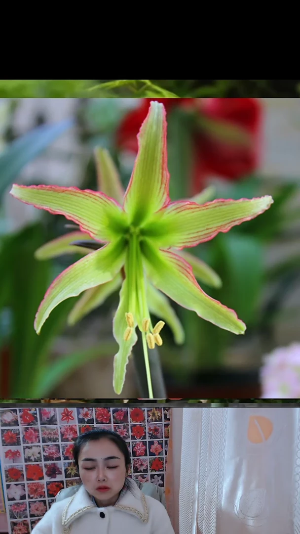 朱顶红翠鸟厘米3颗