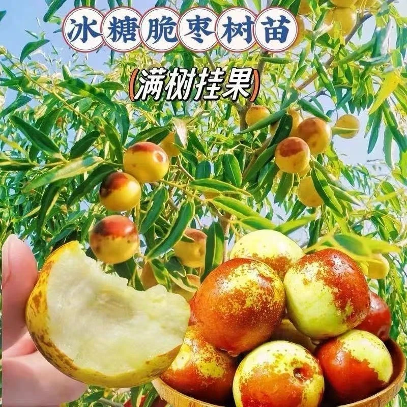 SS正宗大荔冰糖冬枣树苗枣树苗盆栽花苗庭院室内种植应季