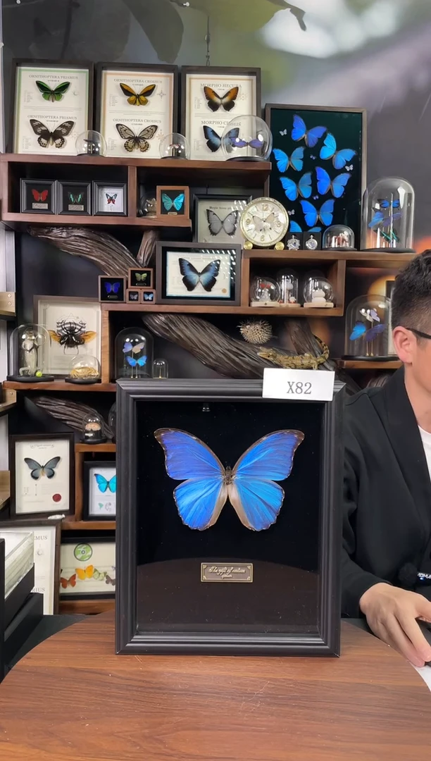 大蓝闪蝶-黑绒底版【10寸欧式框】X82瑕丝