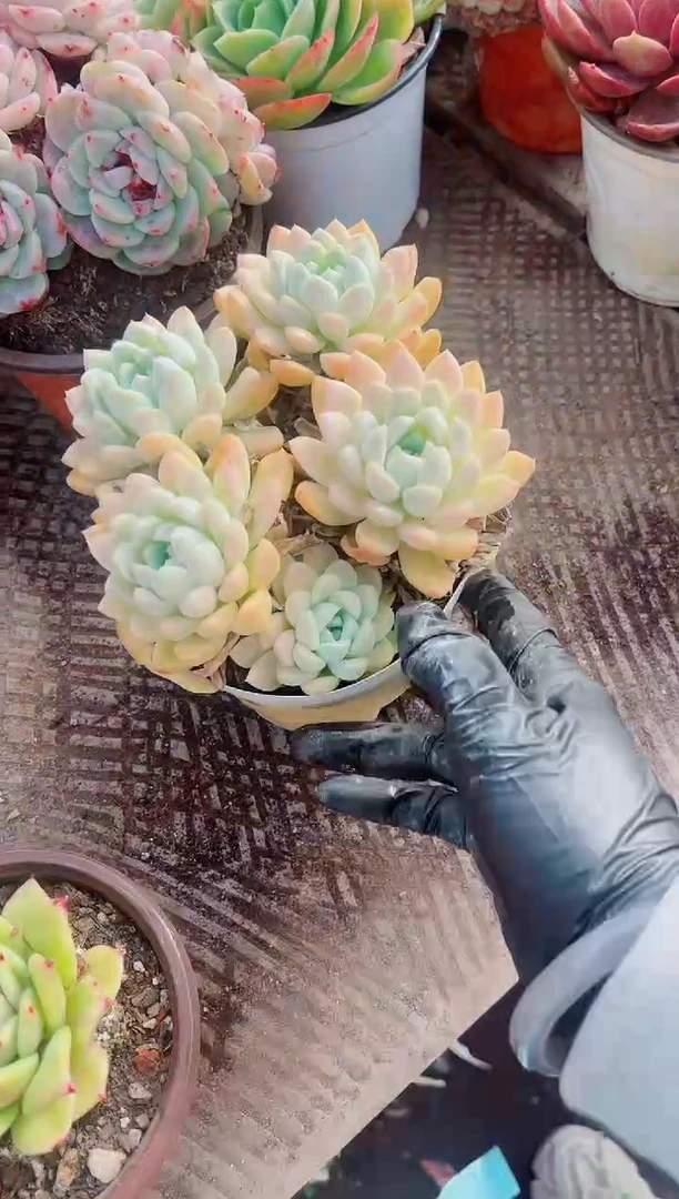 哈*皮跃跃精品多肉05083