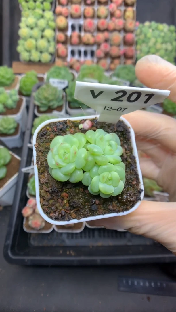 v201 遥遥珍妮小群 可带盆土 49.9