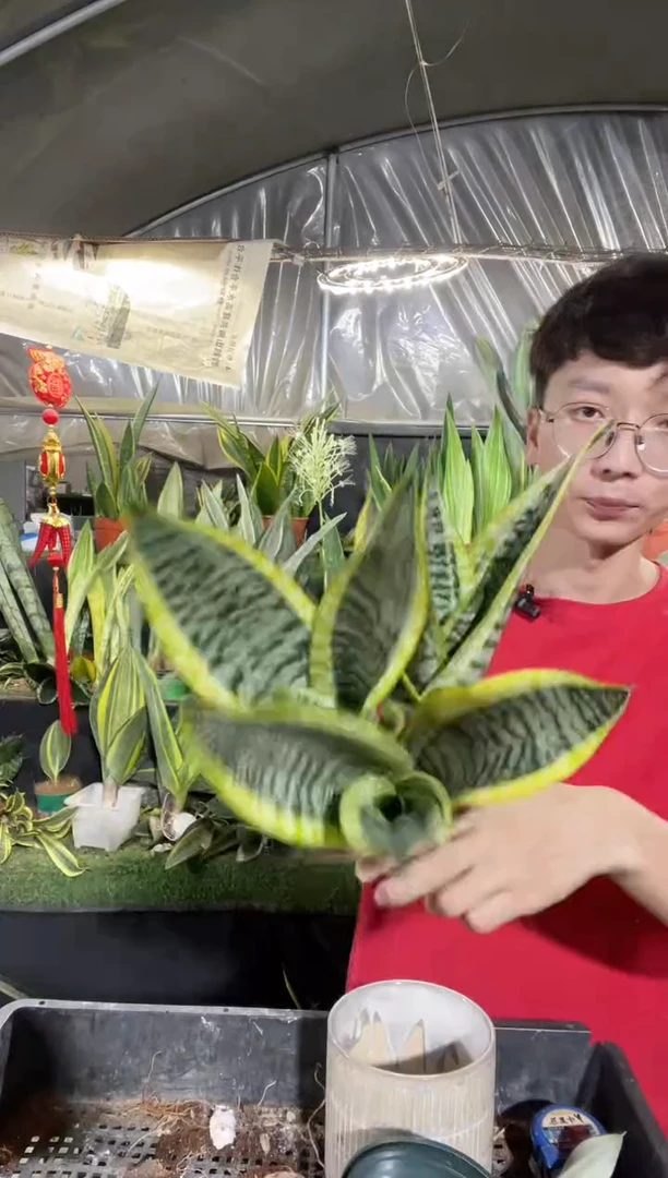 矮脚金边裸根3棵8.8