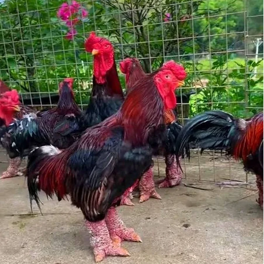 东涛鸡大脚鸡斗鸡观赏鸡-芦丁鸡