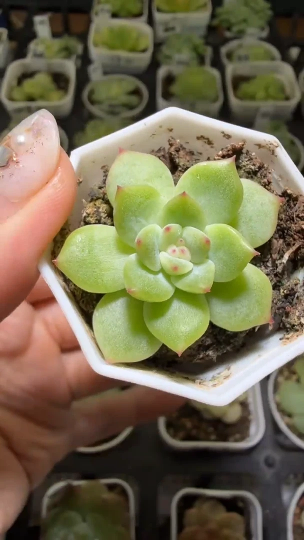 1336  寒绯多肉植物
