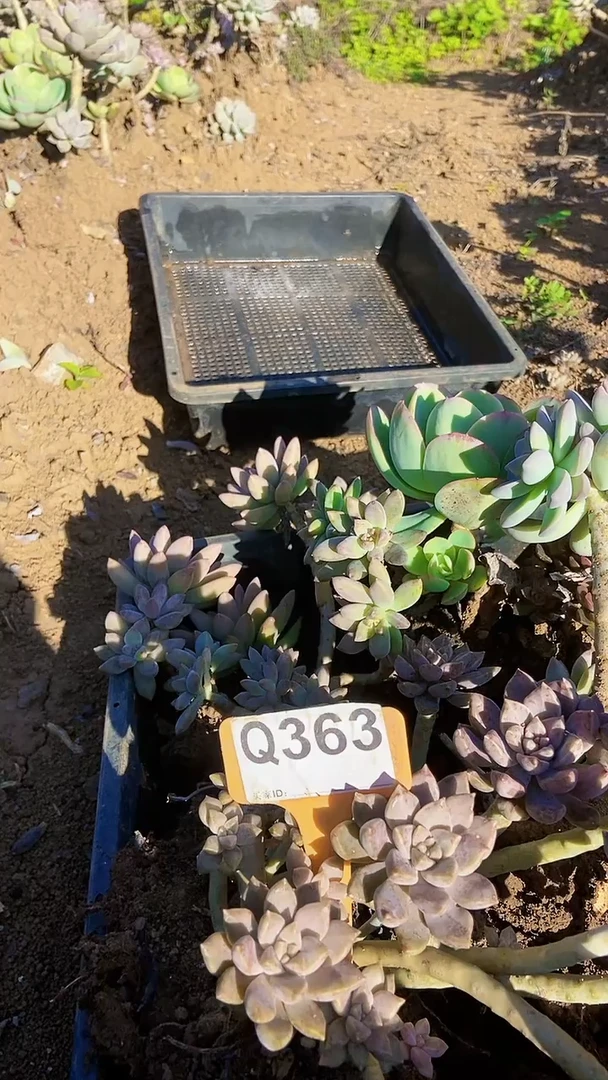 Q363地拍多肉枝头组合默认脱土发货