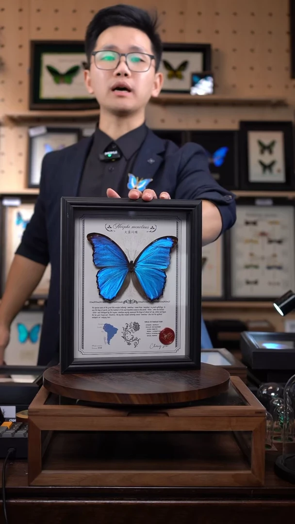 大蓝闪蝶豪华版10寸欧式框（带证书）