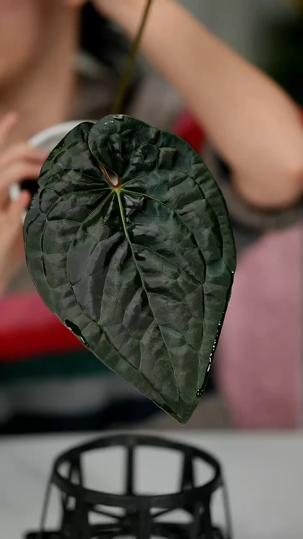 完全开放奇妙森林黑桃奢华