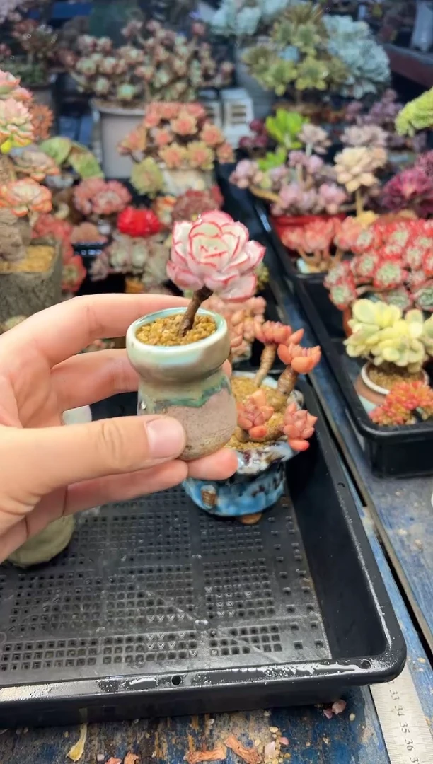 皇*红594              带盆