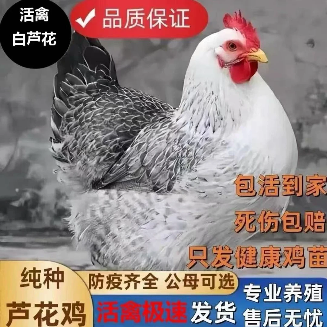 正宗白芦花鸡芦丁鸡宠物鸡活体3.5斤左右散养包邮发货