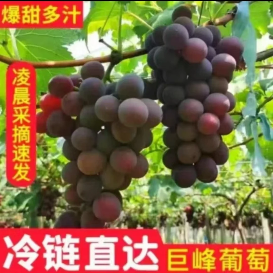 【2025新开园头茬】 巨峰葡萄孕妇水果清甜饱满多汁现货3斤山东省水果同城送水果同城送新鲜葡萄同城送