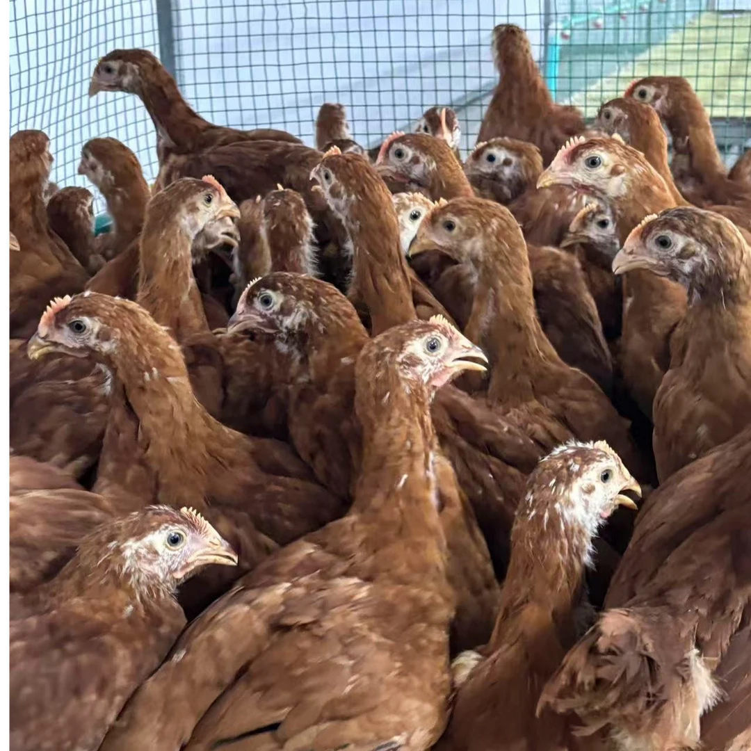 九斤红产蛋王母鸡