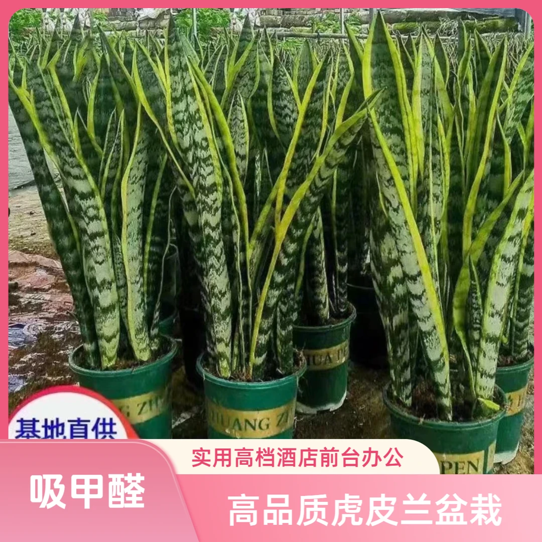 精品金边虎皮兰新房除甲醛高品质植物室内盆栽四季养不死的植物
