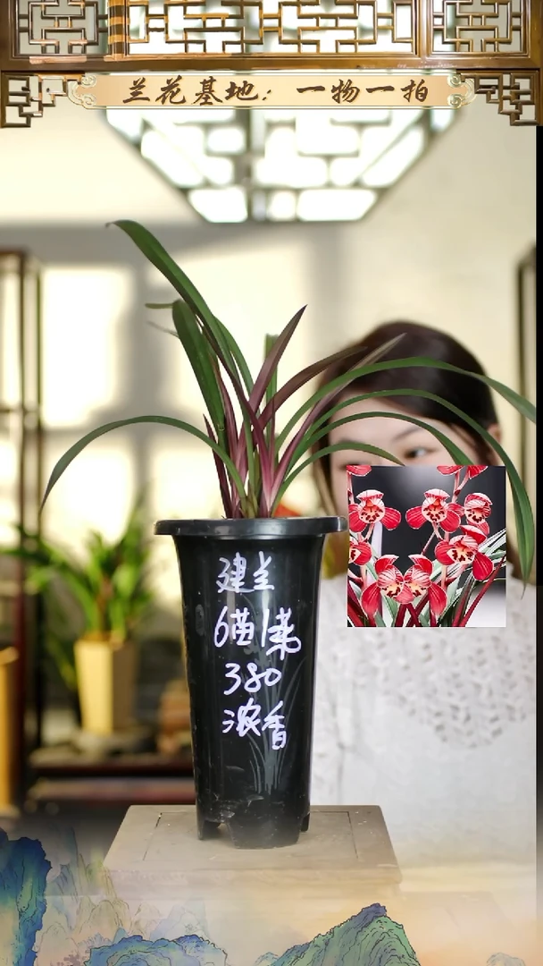 全部花苞红草红荷6苗