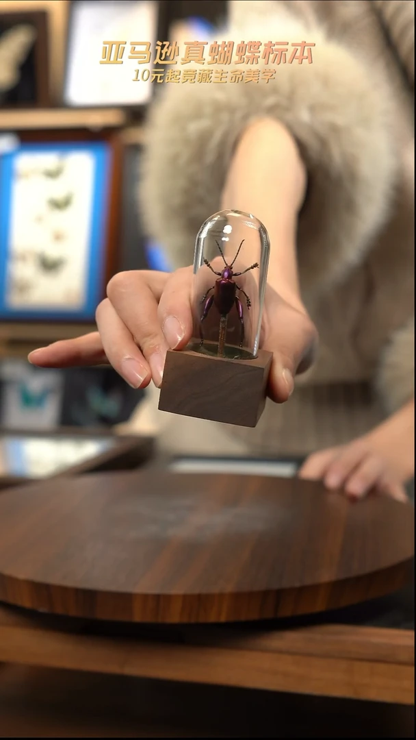 紫茎甲胡桃木试管款