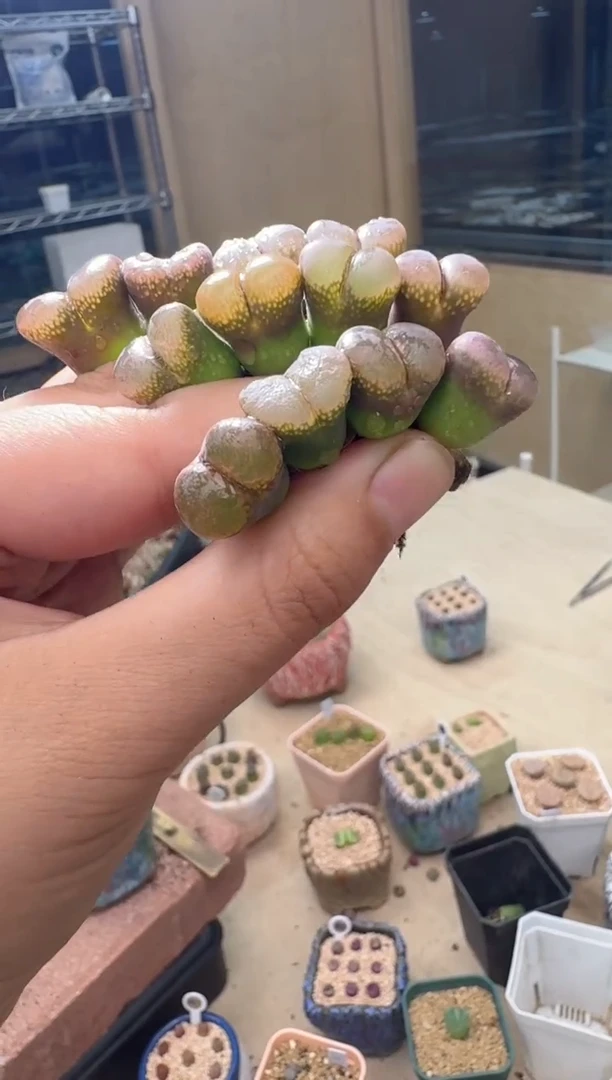 7.4-31多肉植物酒红风铃一颗