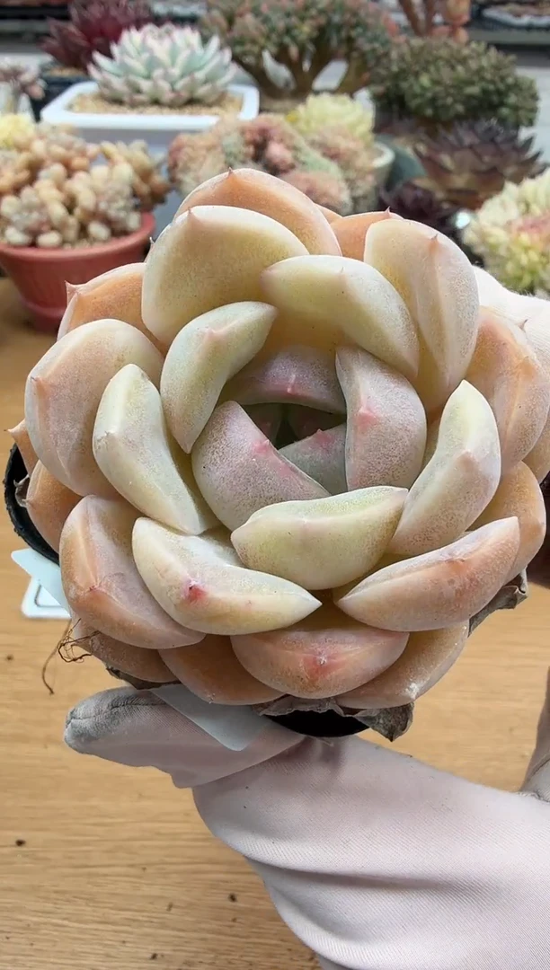 东云多肉园二店-190