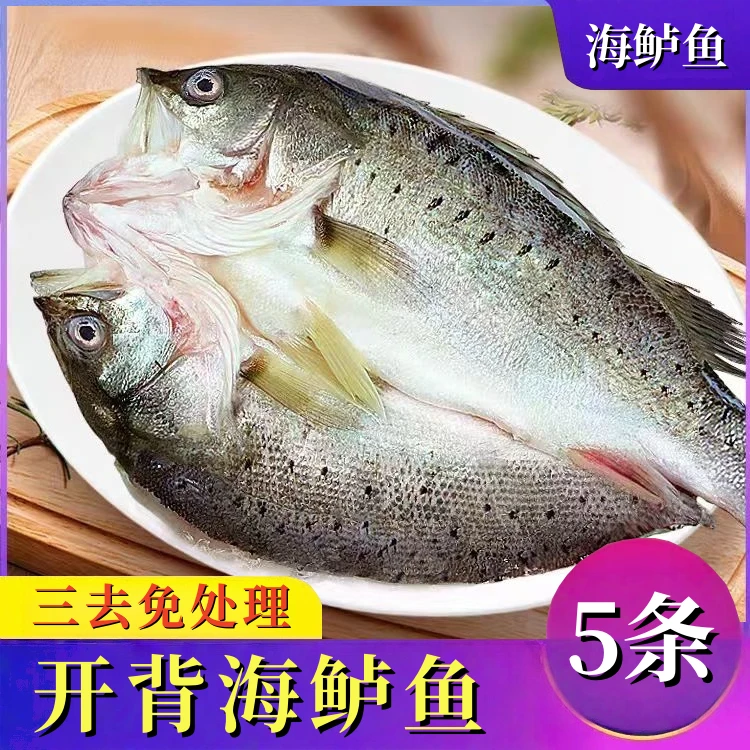开背海鲈鱼500g左右/条免处理顺丰冷链活鱼1斤左右去鳞去鳃去内脏