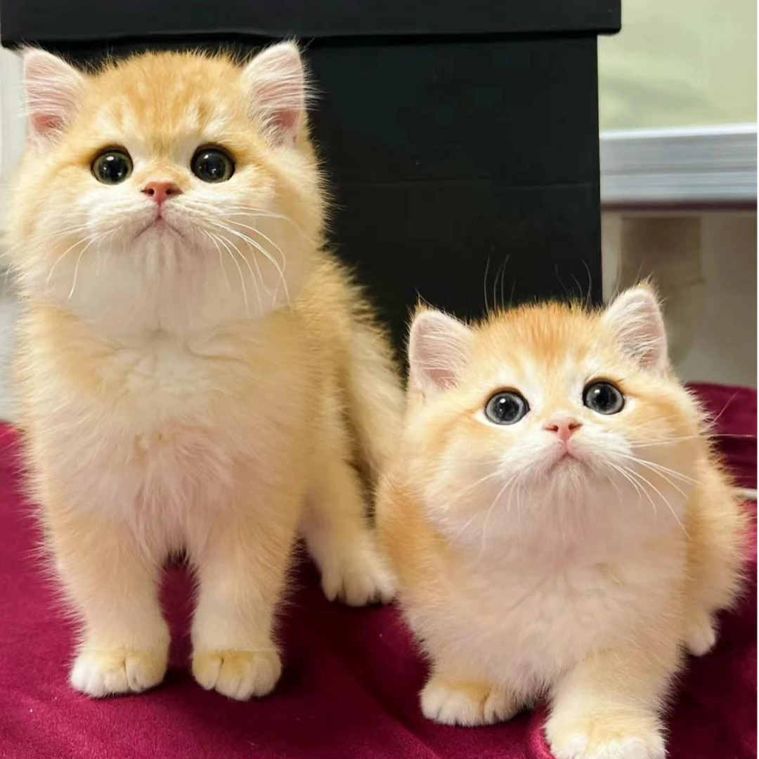 【福福宝猫屋】宠物猫宠物活体幼体保障链接