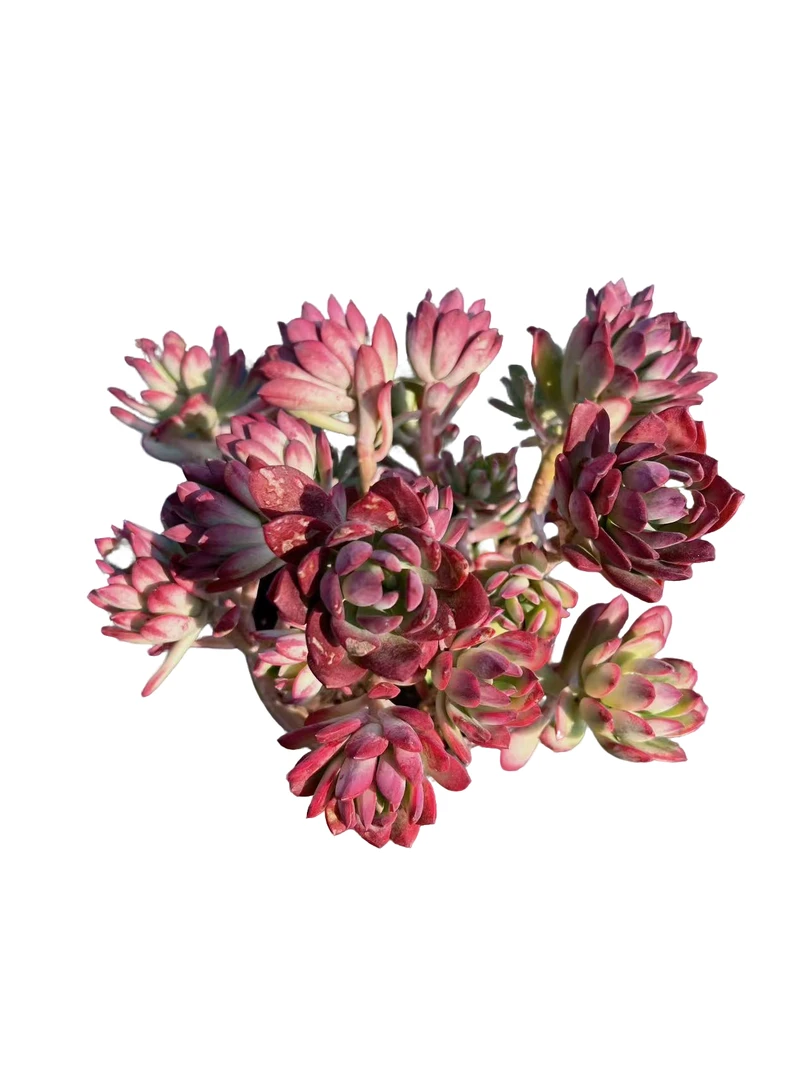 外播红稚莲       多肉植物