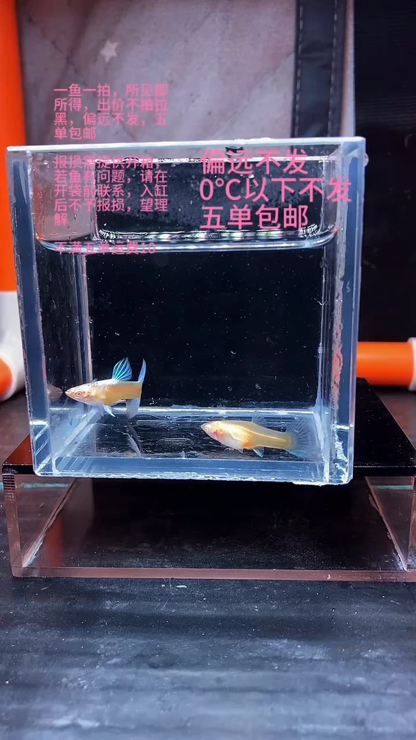 孔雀鱼孔雀鱼 27