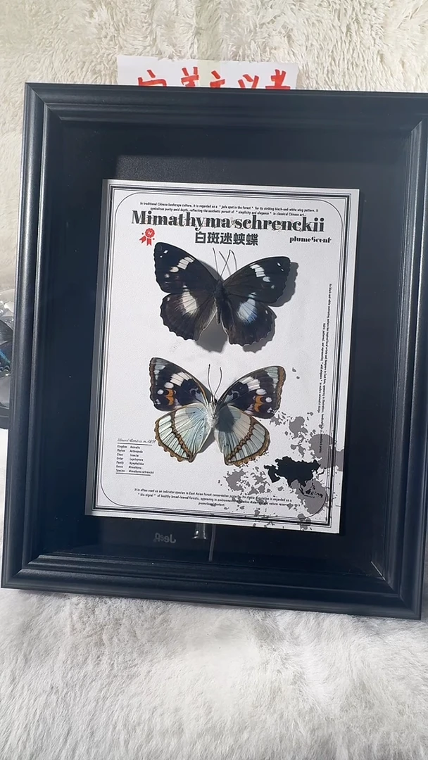 木白斑迷蛱蝶双生款式