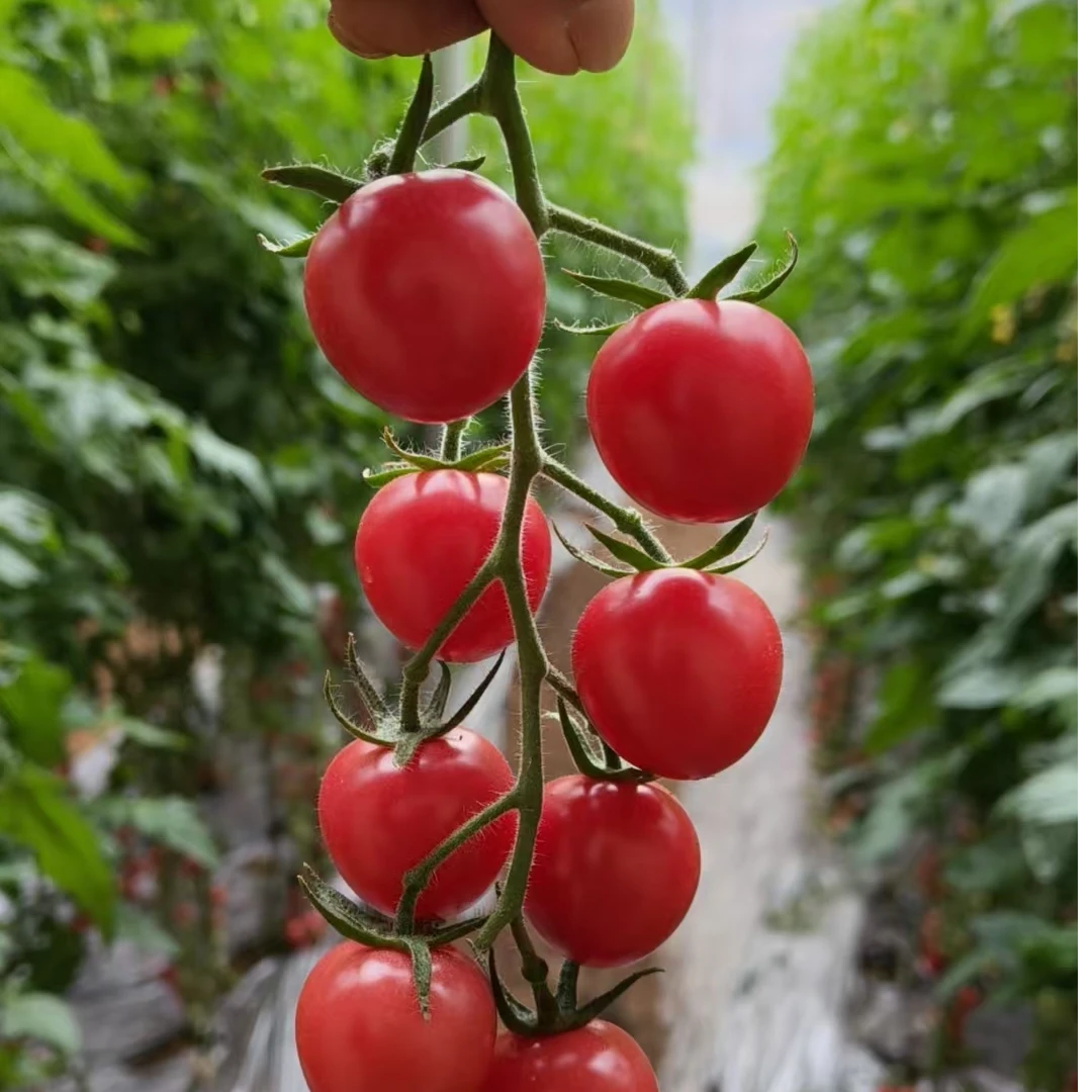 农家自种串收圣女果新鲜采收京东包邮