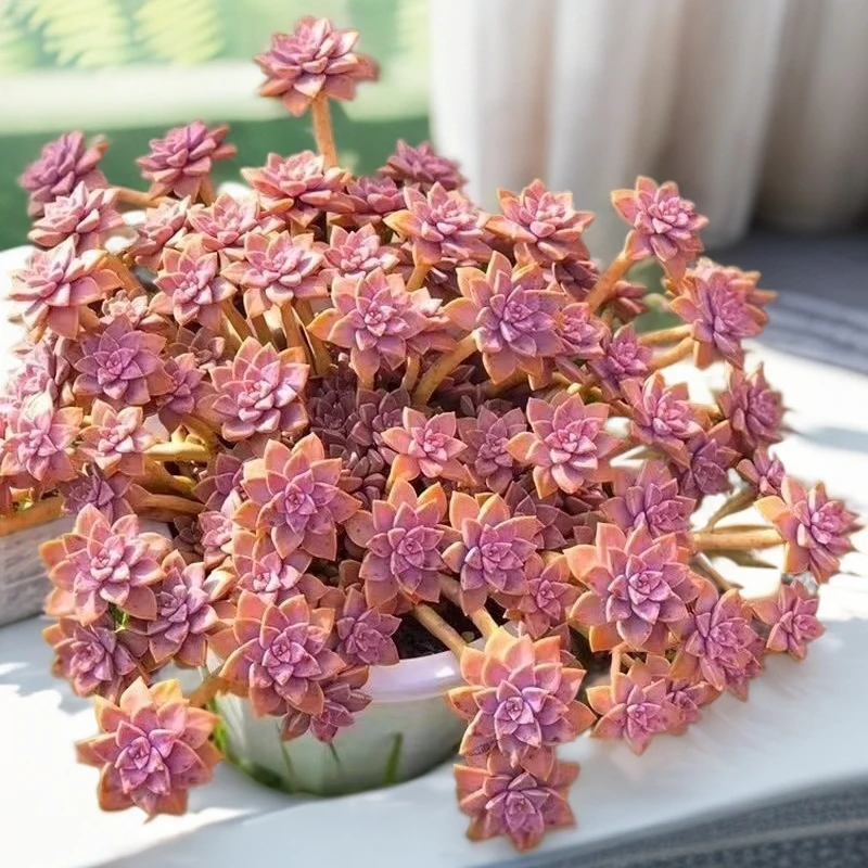 大颗妖桩阿伦陪多肉植物耐热耐冻室内外多肉植物脱土不带盆