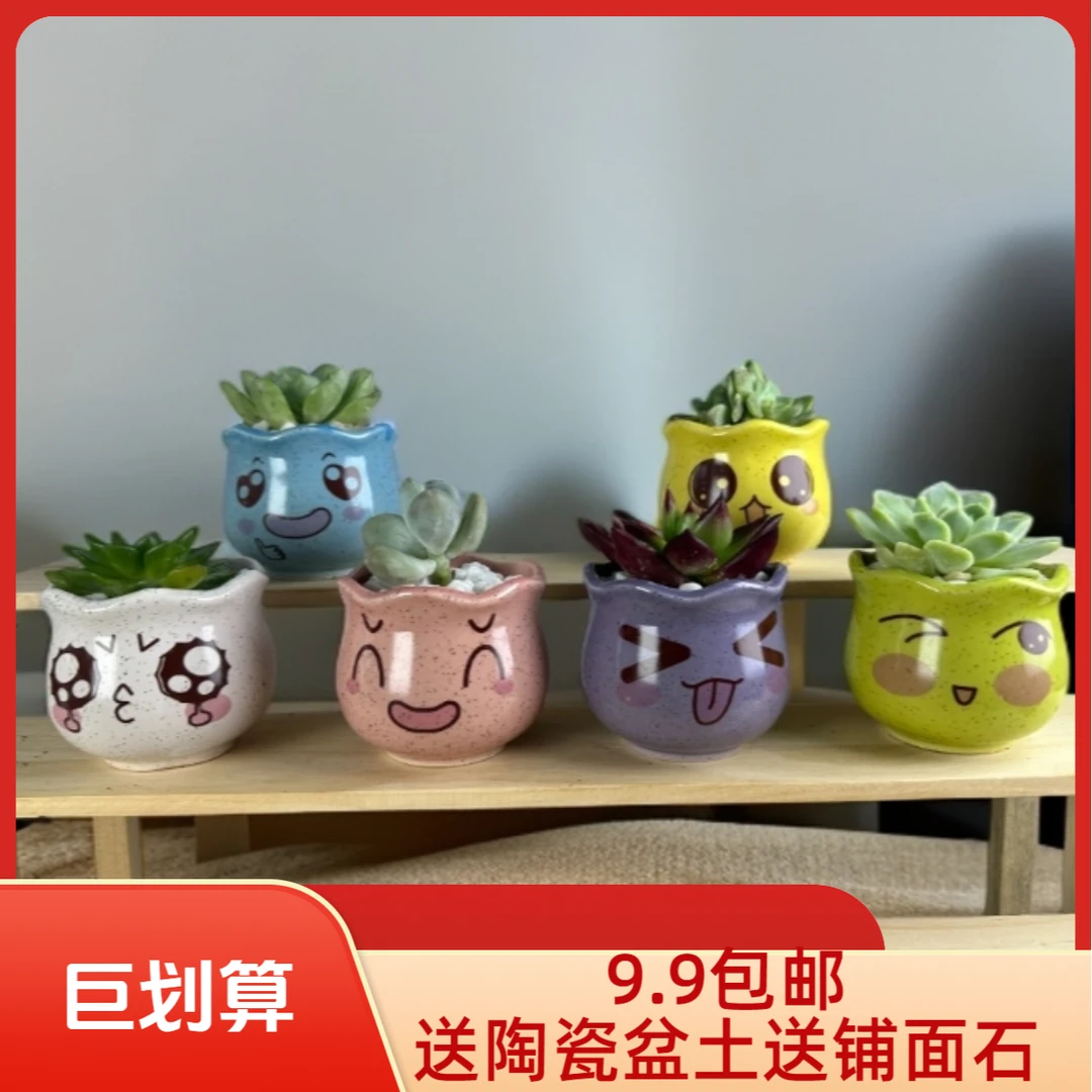 肉肉盆栽多肉植物多肉花盆绿植花卉办公室桌面创意景观带盆带土