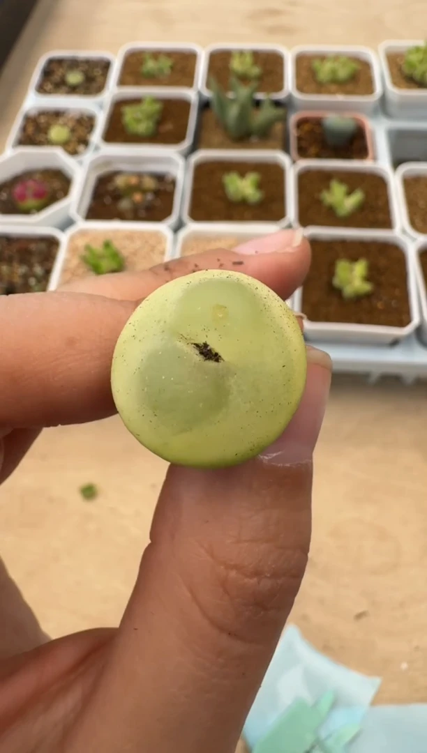 【闪购商品】10-16