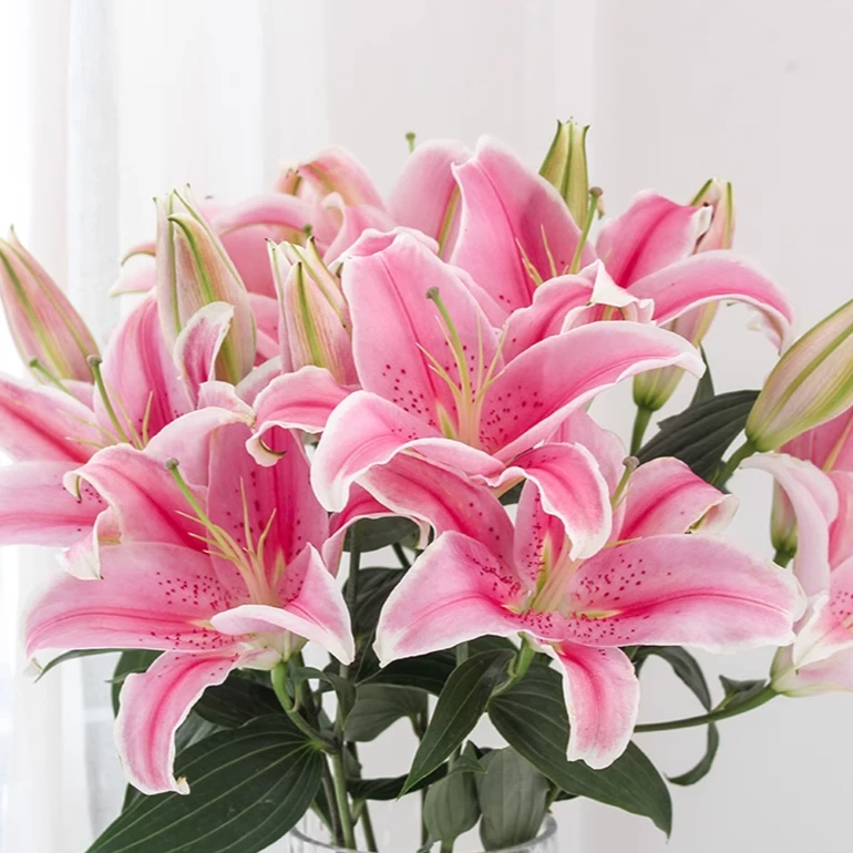 【索尔邦】香水百合花束家用百合鲜花顺丰包邮夫人百合花大丽花